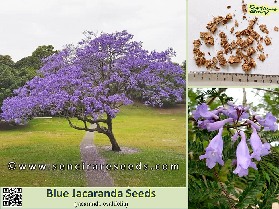 Blue Jacaranda Seeds (Jacaranda mimosifolia / Jacaranda ovalifolia)