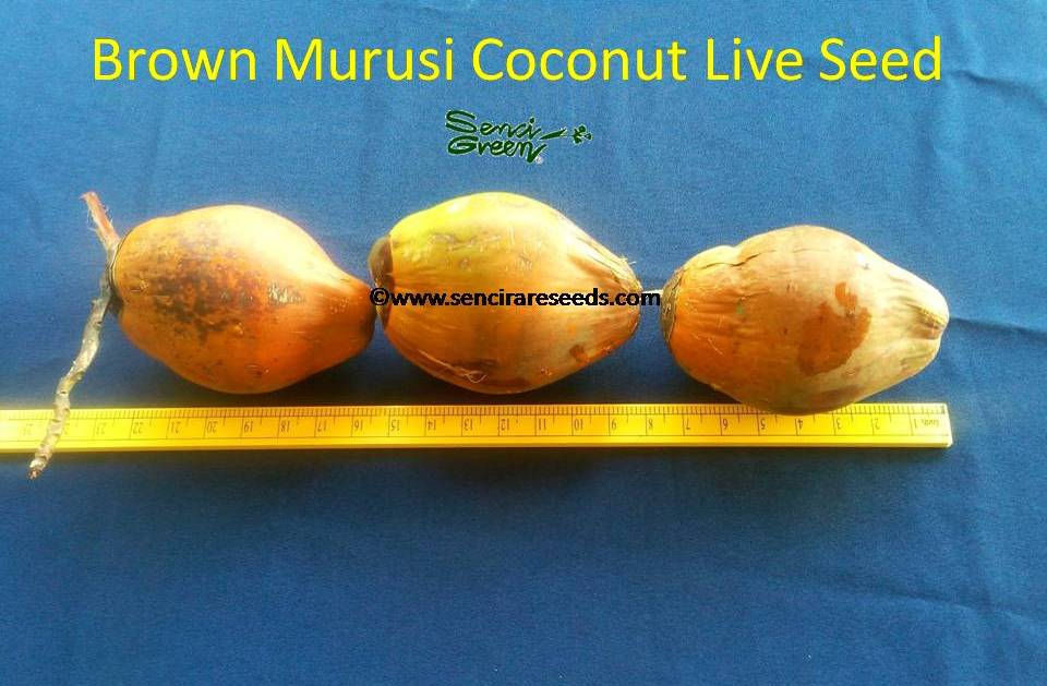 Miniature : Murusi Coconut 2 seeds