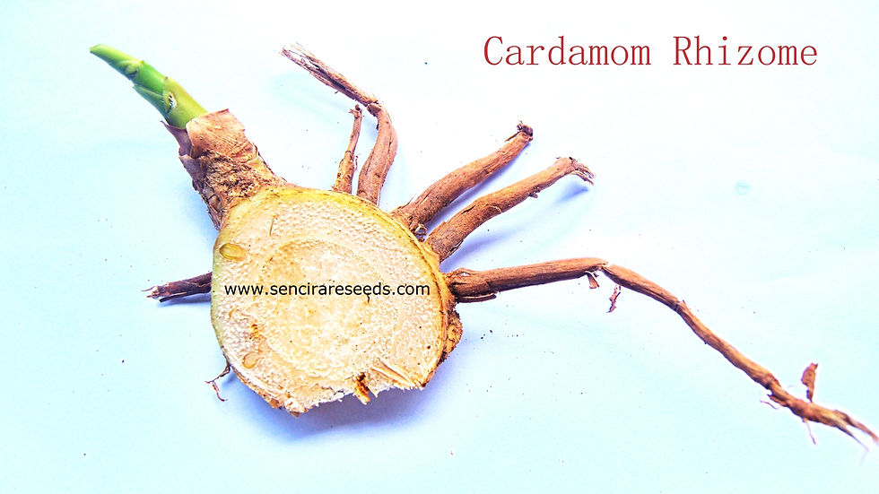 Miniature : Cardamom Rhizome, Elettaria cardamomum