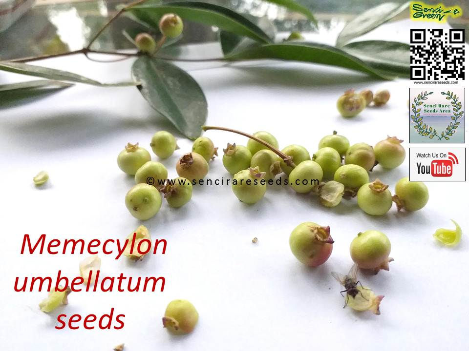 Miniature : Memecylon umbellatum "Delek air " 100% fresh seeds "senci rare seeds area"