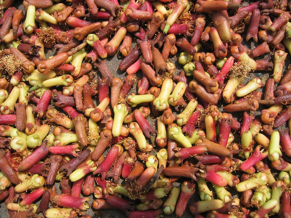 Miniature : Clove Plant x1 (Syzygium aromaticum)  Herbal Spice plant
