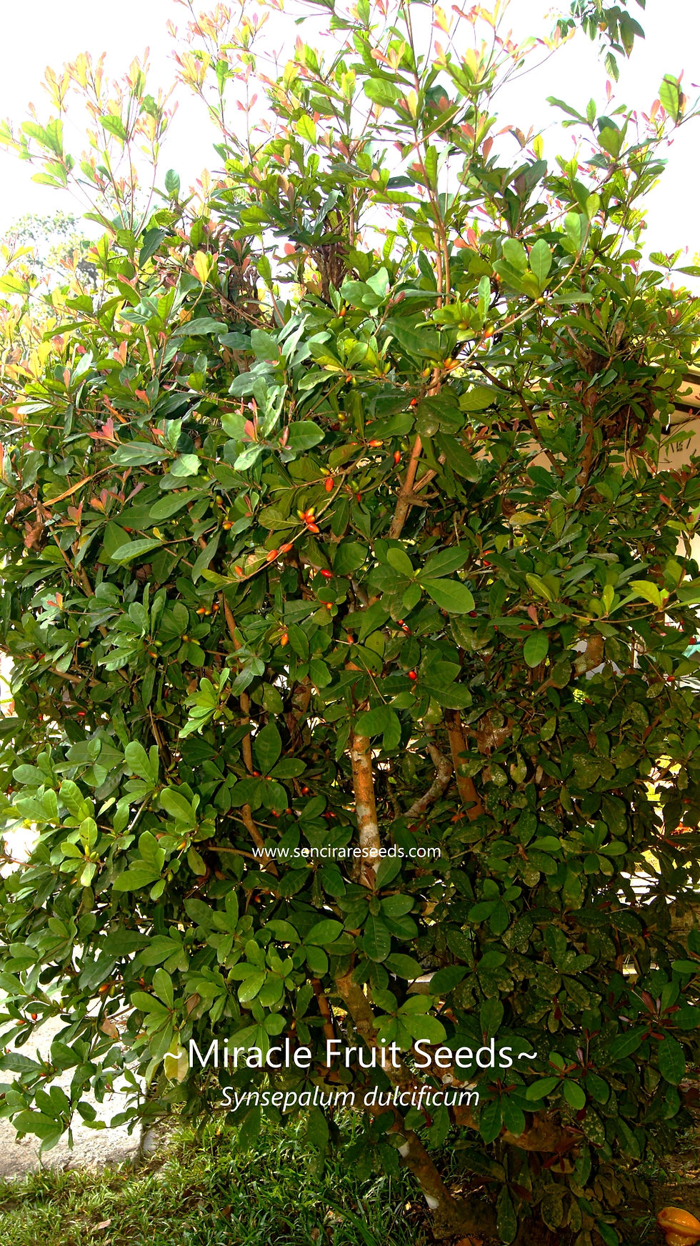 Miniature : Miracle fruit  (Synsepalum dulcificum) 100% FRESH seeds