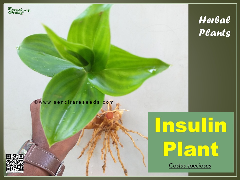 Thumbnail: Insulin Plant"Costus speciosus" RARE Medicine Plant , senci rare seeds area