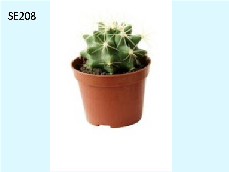 Cactus Plant  SE208