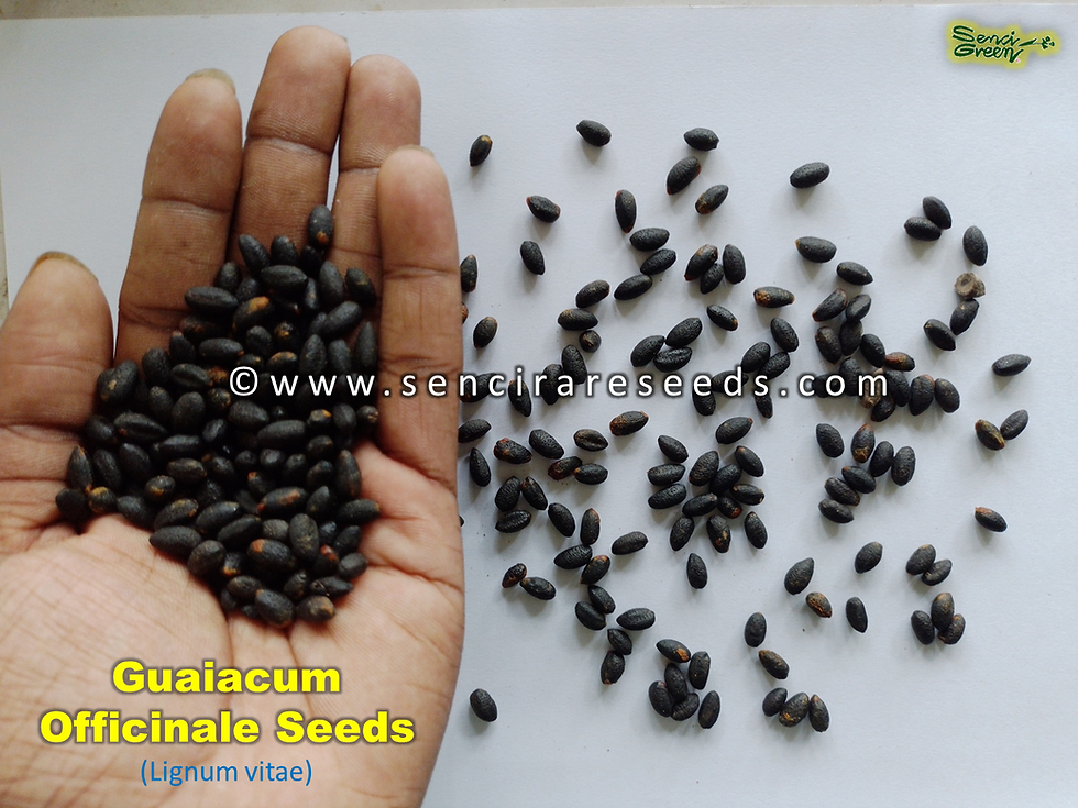 Miniature : Guaiacum Officinale (Lignum vitae) guayacan seeds