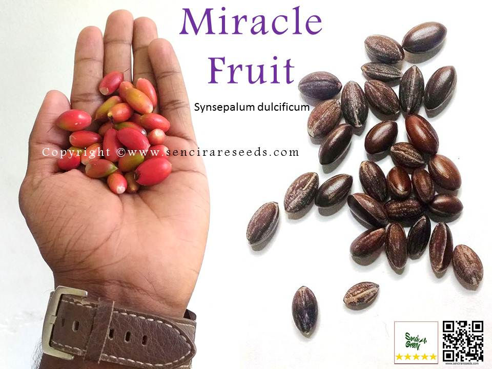 Miniature : Miracle fruit  (Synsepalum dulcificum) 100% FRESH seeds