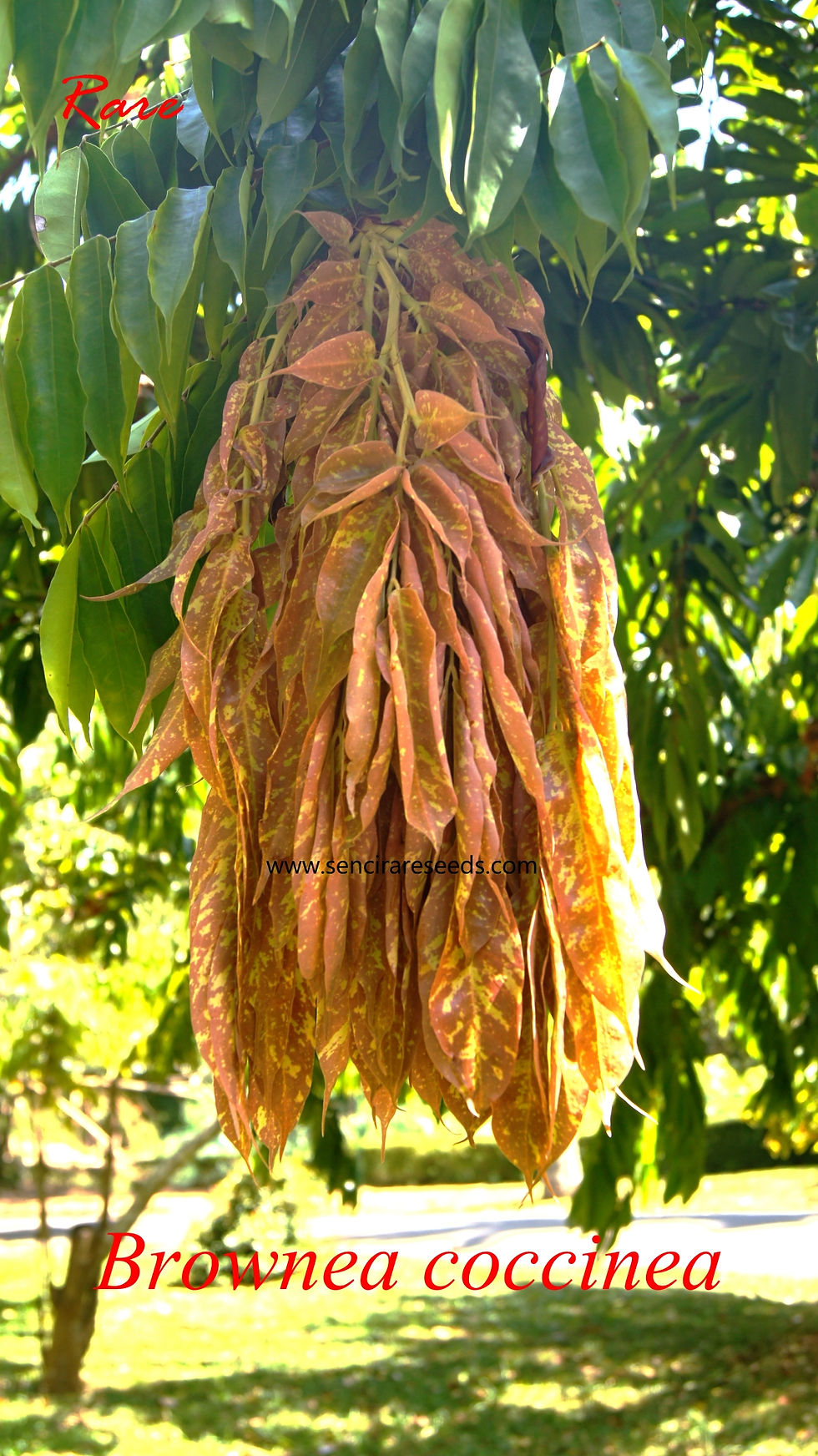Thumbnail: Scarlet Flame Bean Seeds (Brownea coccinea)