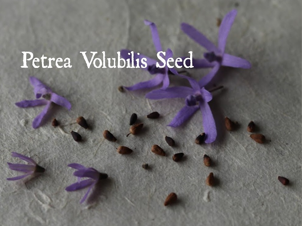 Miniature : Purple Wreath Seeds (Petrea Volubilis) Sandpaper Vine