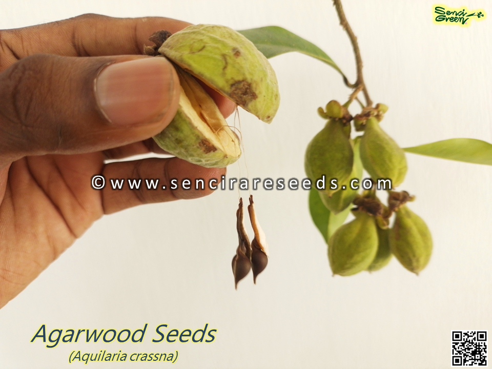 Thumbnail: Agarwood Seeds (Aquilaria crassna)