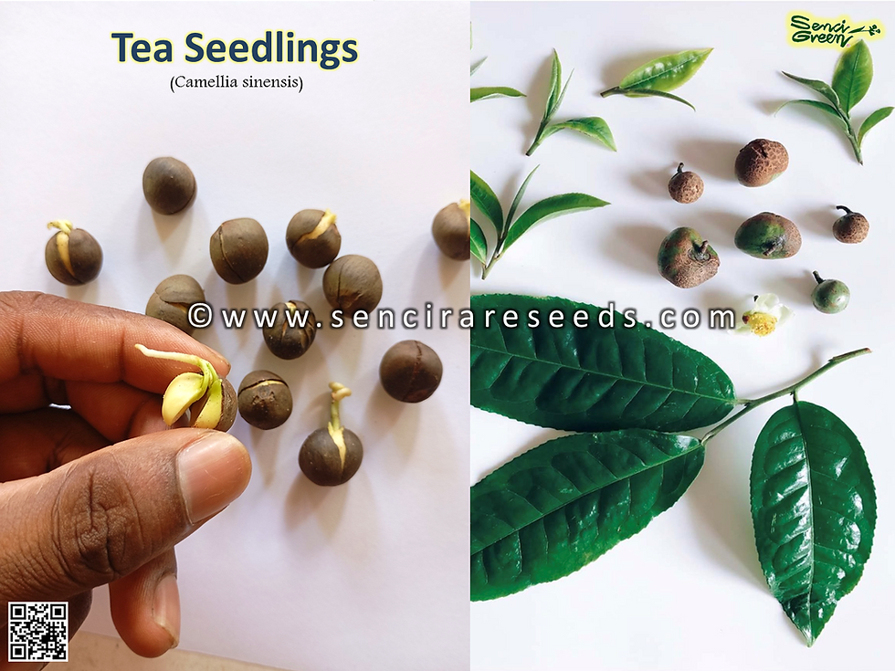 Miniature : Camellia sinensis sprouted seeds