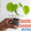 Thumbnail: Bauhinia monandra Live plant