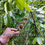 Thumbnail: Arabica Coffee Seeds for planting (Coffea arabica) x20 Seeds very fresh
