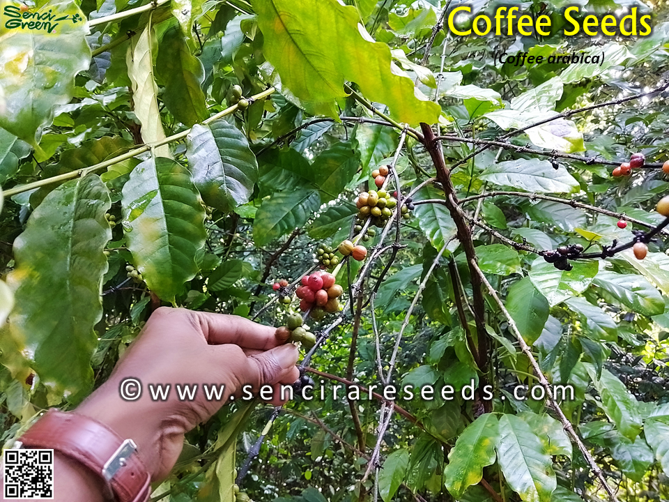 Miniature : Arabica Coffee Seeds for planting (Coffea arabica) x20 Seeds very fresh