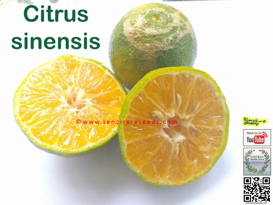 Miniature : Citrus sinensis ~ 100% Fresh Seeds~ senci rare seeds area
