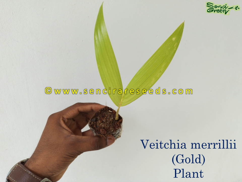 Thumbnail: Veitchia merrillii Live plant 6" inches size potted plant Christmas Palm, Manila