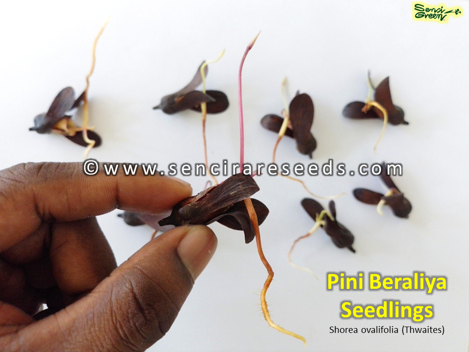 Miniature : Shorea ovalifolia (Thwaites) rare medicinal seedlings