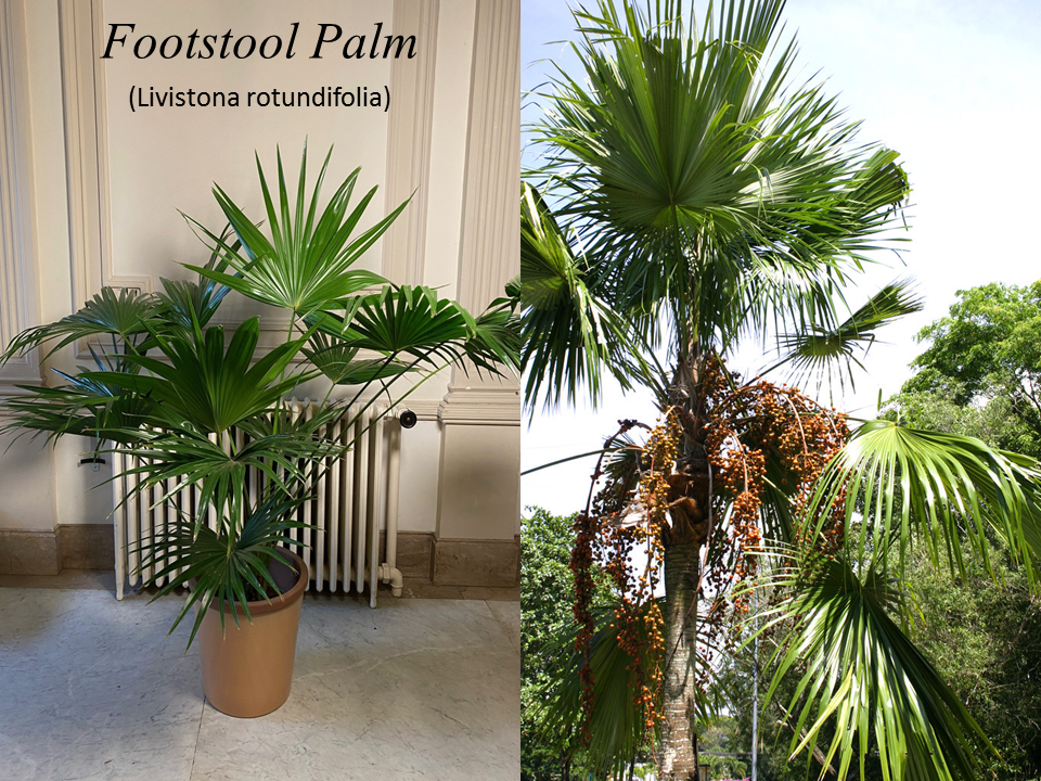 Miniature : Livistona rotundifolia - Footstool Palm x100 Seedlings
