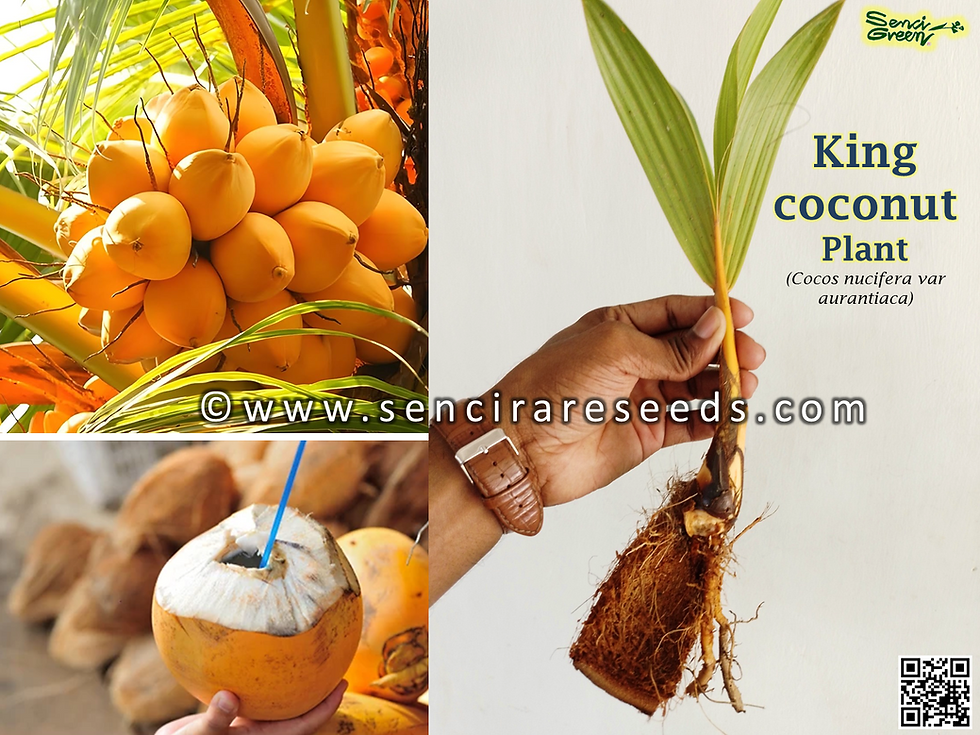 Miniature : Golden King Coconut Plant (Cocos nucifera var aurantiaca)