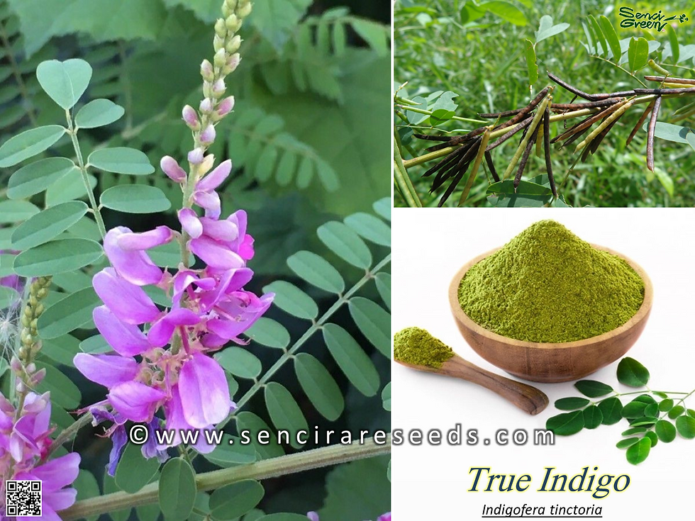 True Indigo Seeds (Indigofera Tinctoria)