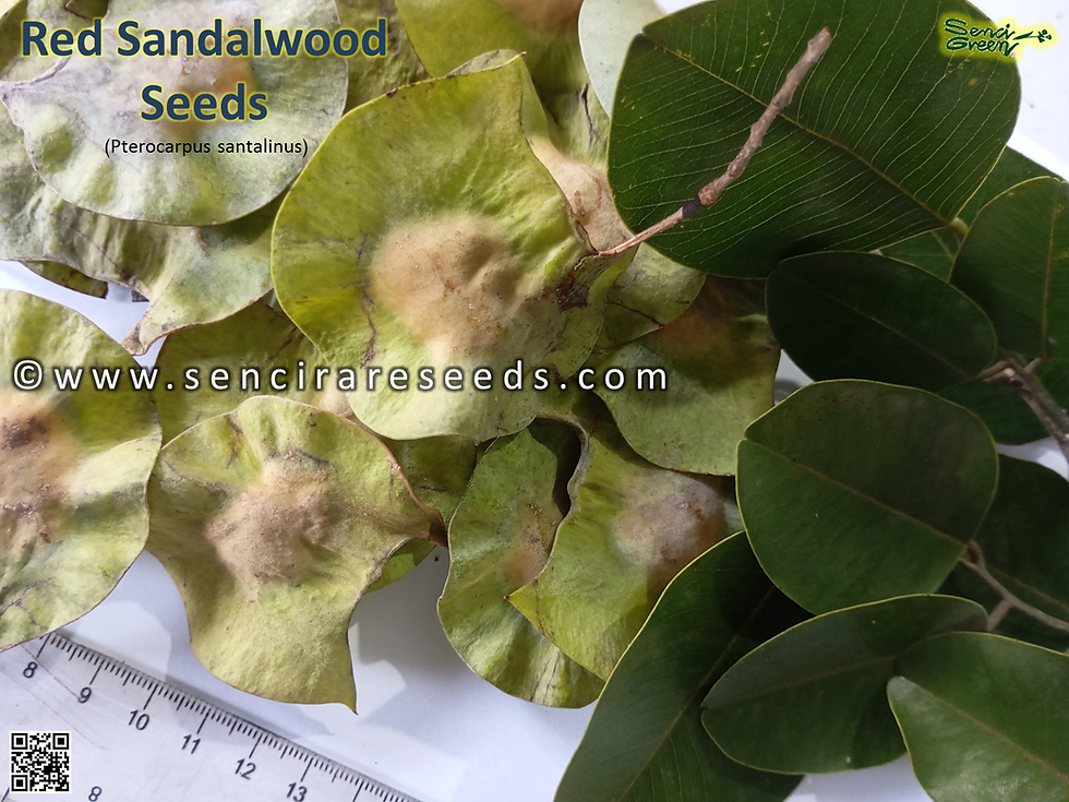 Thumbnail: Red Sandalwood (Pterocarpus santalinus) Seeds