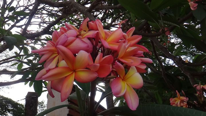 Miniature : PLUMERIA RUBRA TRICOLOUR Cuttings