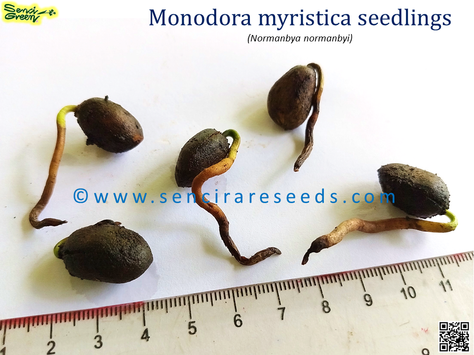 Miniature : Calabash Nutmeg (Monodora myristica) 05 seedlings Rare