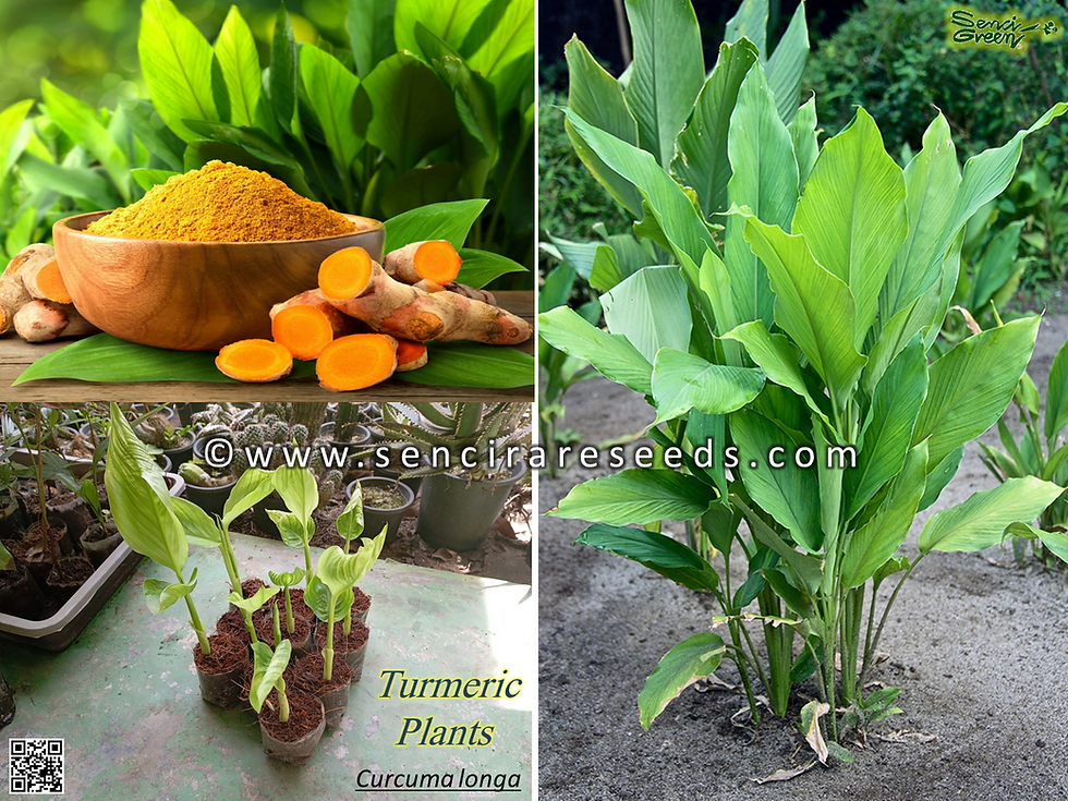 Thumbnail: Turmeric Plant for Sale (Curcuma longa)
