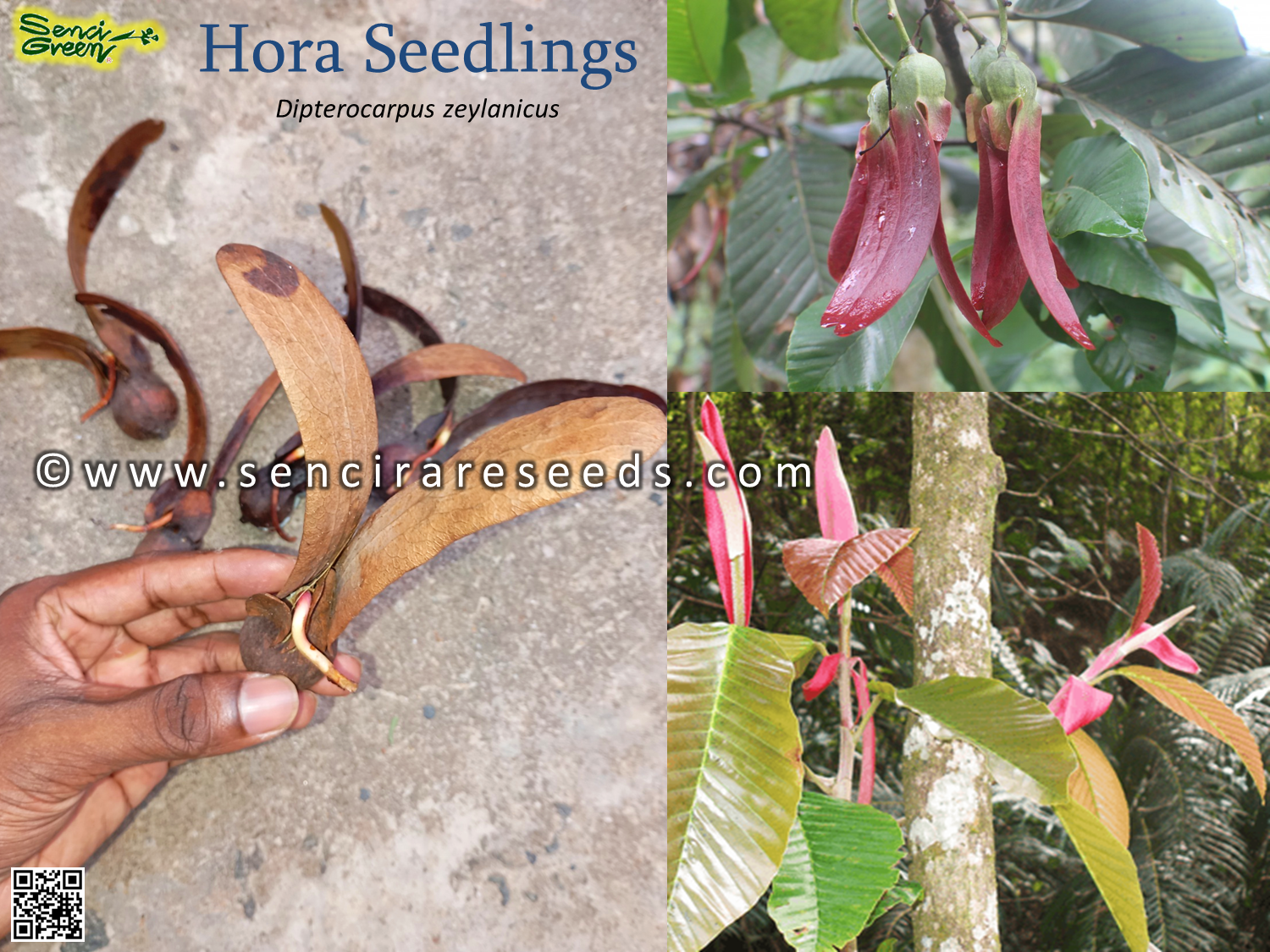 Hora Seedlings (Dipterocarpus Zeylanicus ) Rare