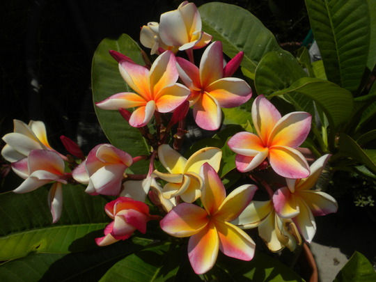 Miniature : Plumeria rubra 'California Sunset' cuttings