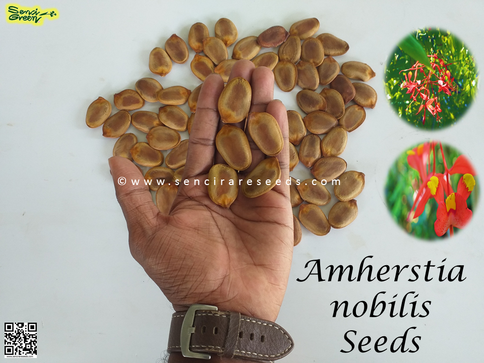 Thumbnail: Pride of burma Seeds (Amherstia nobilis)