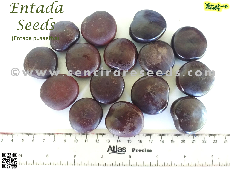 Thumbnail: Entada Seed (Entada pusaetha) 100% FRESH