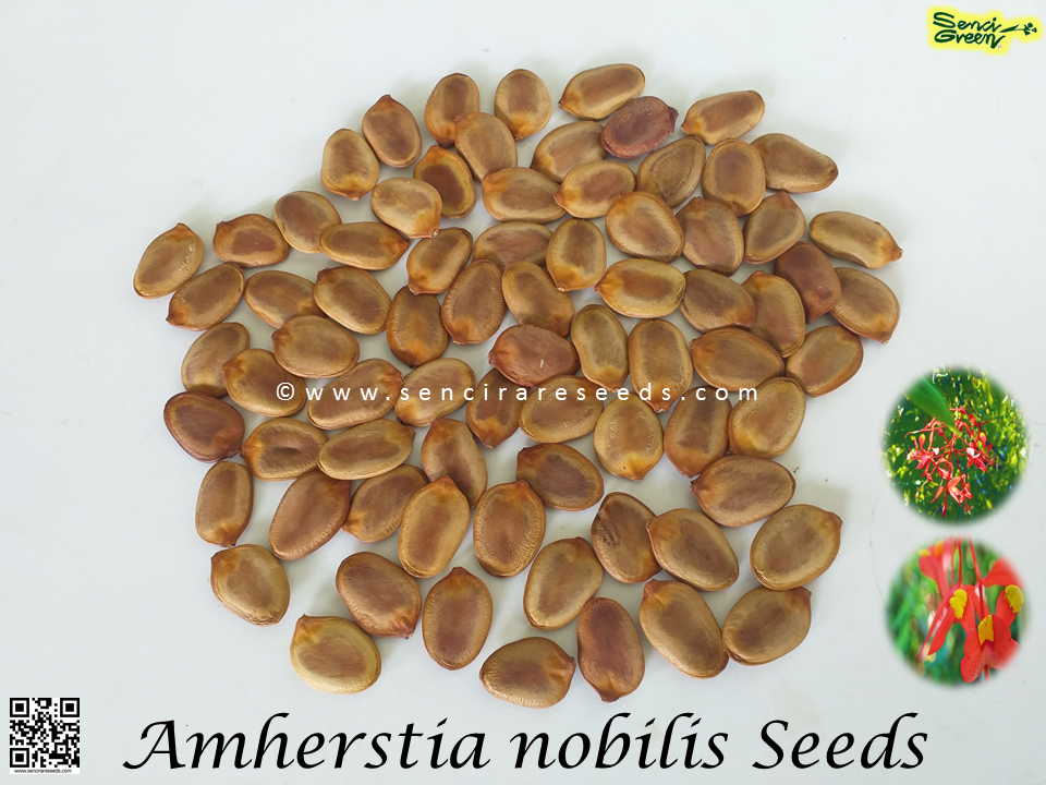 Thumbnail: Pride of burma Seeds (Amherstia nobilis)