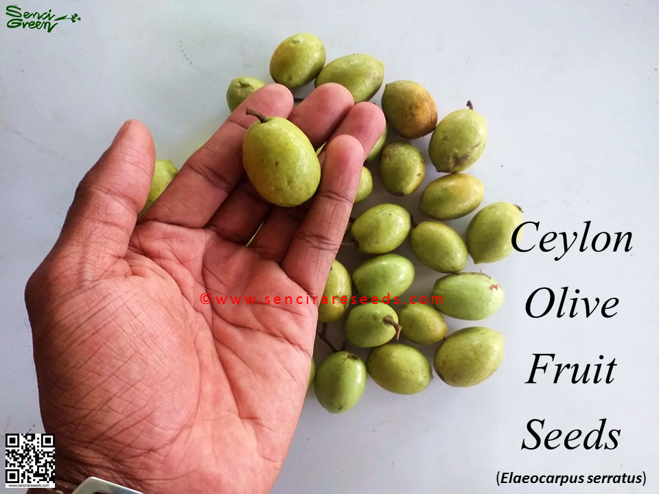 Weralu | Ceylon Oliver Seeds | Elaeocarpus serratus