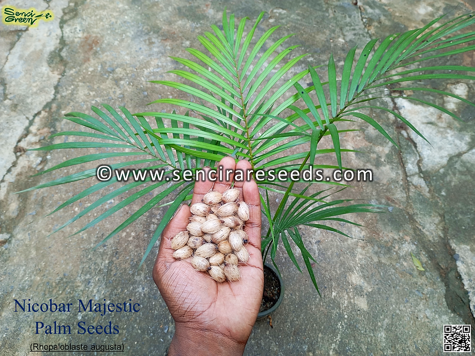 Miniature : Nicobar Majestic Palm Seeds (Rhopaloblaste augusta)
