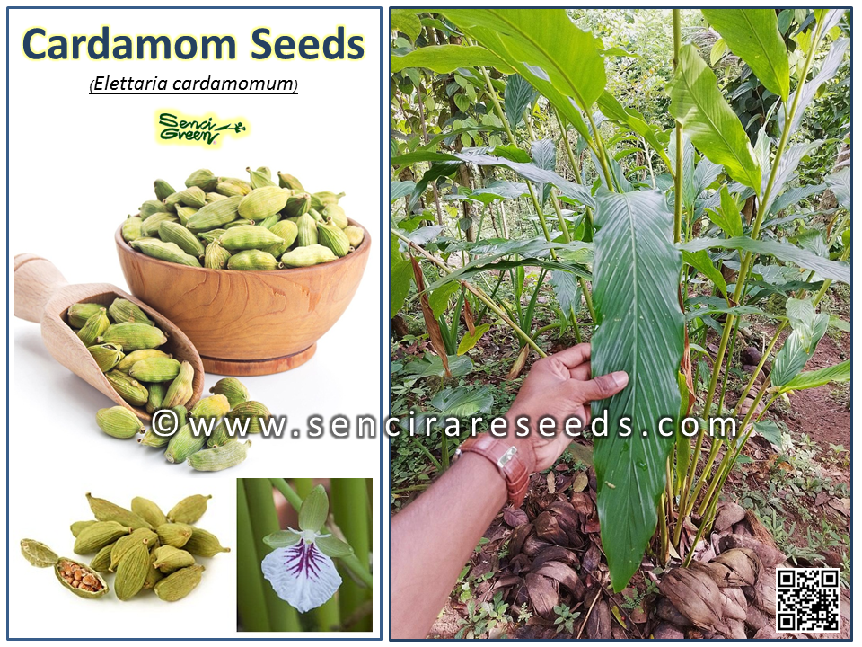 True cardamom (Elettaria cardamomum) 100% fresh seeds