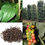 Thumbnail: Piper Nigrum - 'Black Pepper'