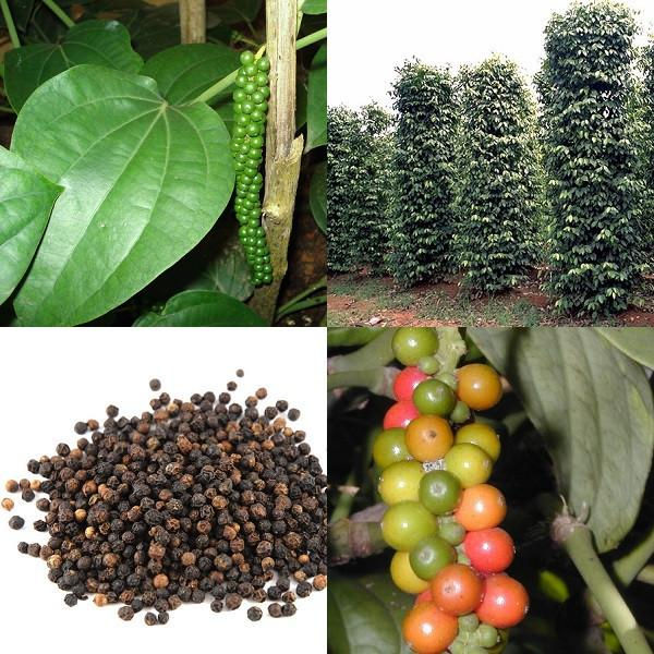 Piper Nigrum - 'Black Pepper'