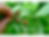Thumbnail: Coca Plant (Erythroxylum novogranatense)