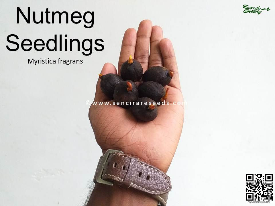 Thumbnail: Nutmeg Seedlings (Myristica fragrans)