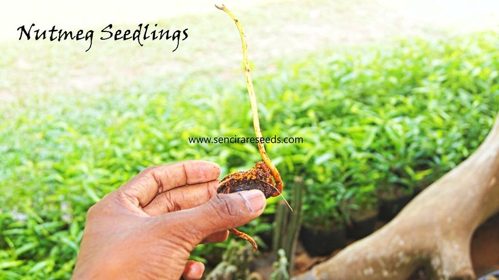 Thumbnail: Nutmeg Seedlings (Myristica fragrans)