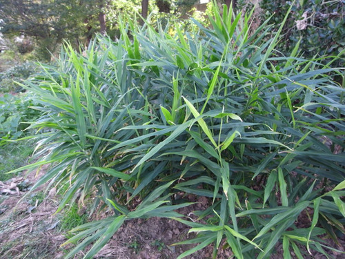 Inguru/Zingiber officinale seeds | sencirareseedsarea