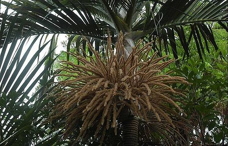 TÌNH YÊU CÂY CỎ ĐV 10  - Page 95 File