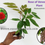 Thumbnail: Rose of Venezuela large plant (Brownea grandiceps)