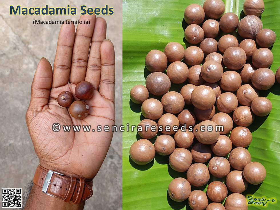 Macadamia Seeds (Macadamia ternifolia)