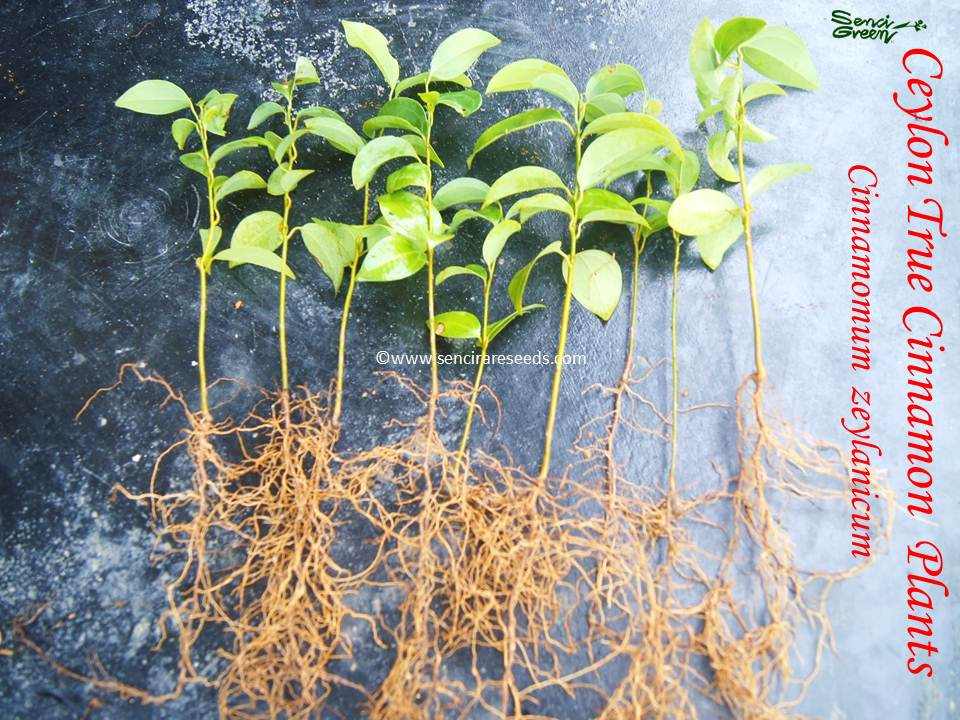 True Cinnamon live plants "05+ live plants" cinnamomum zeylanicum, bare