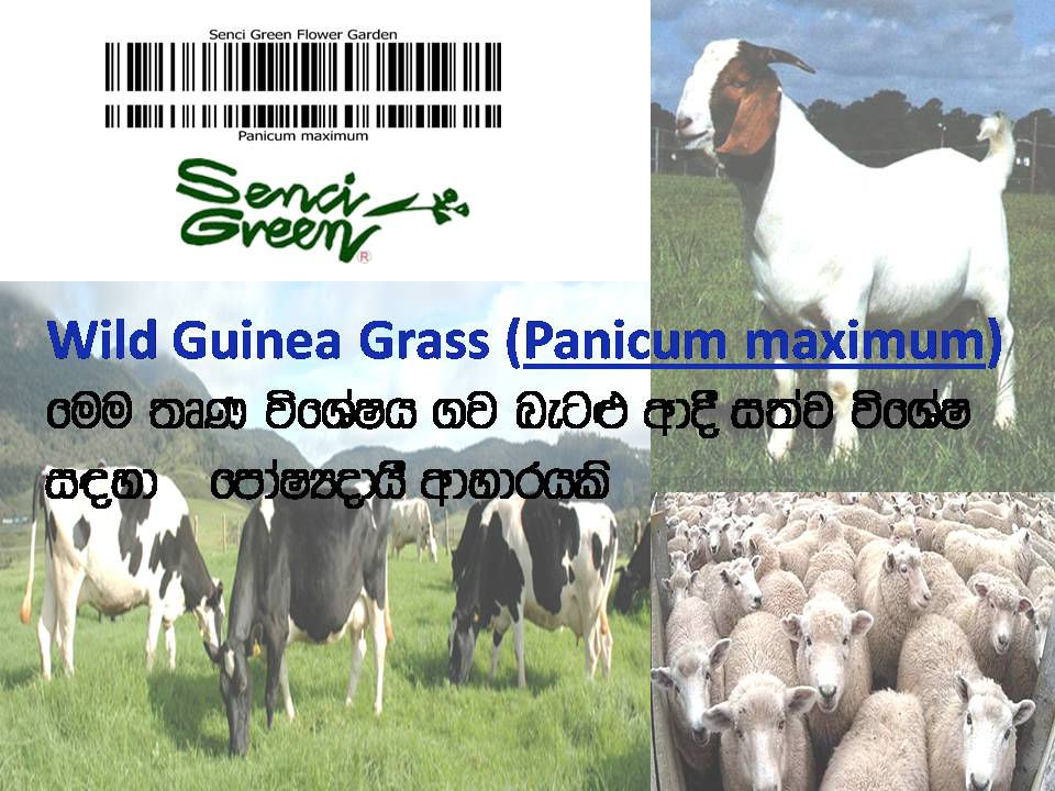 Miniature : Fresh Guinea Grass Seeds