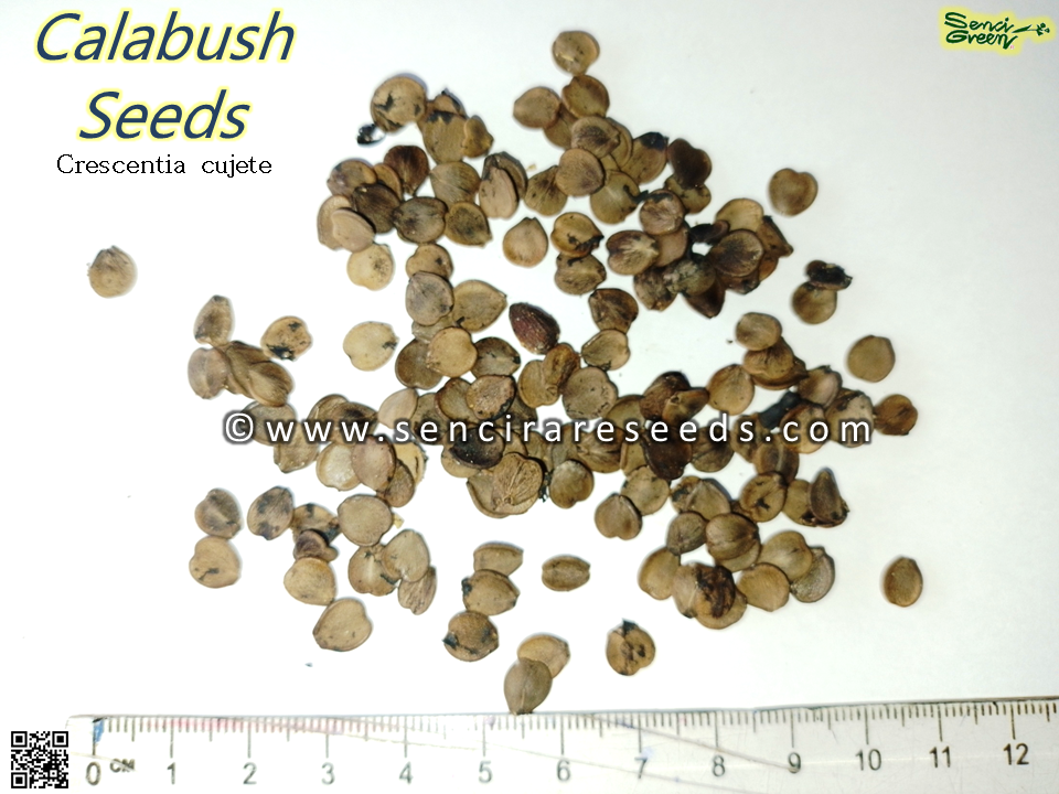 Thumbnail: Crescentia cujete (Calabash tree) fresh seeds