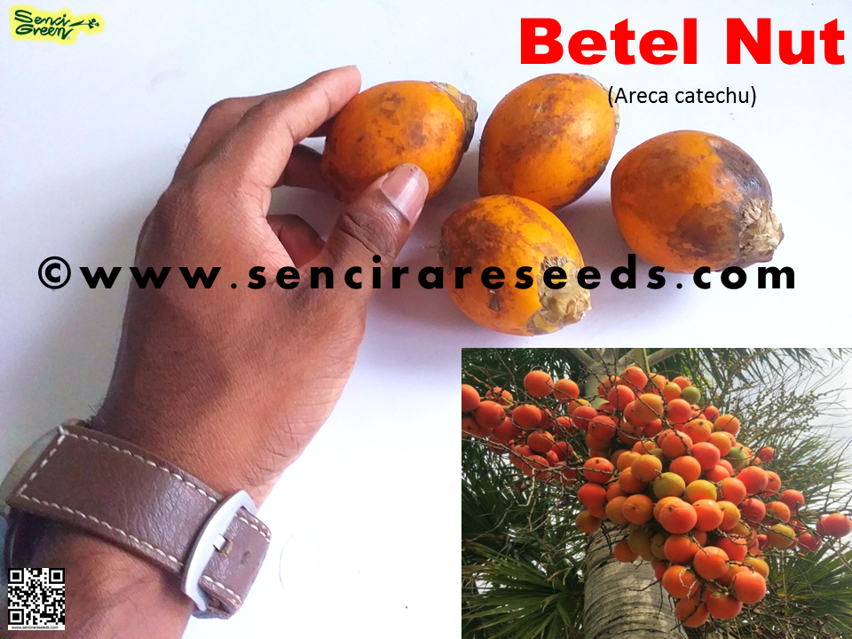 Miniature : Areca Nut Palm , Betel Nut (Areca catechu)