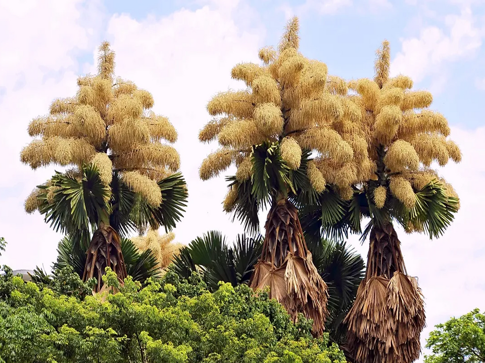 Miniature : Talipot Palm Seedlings (Corypha umbraculifera)