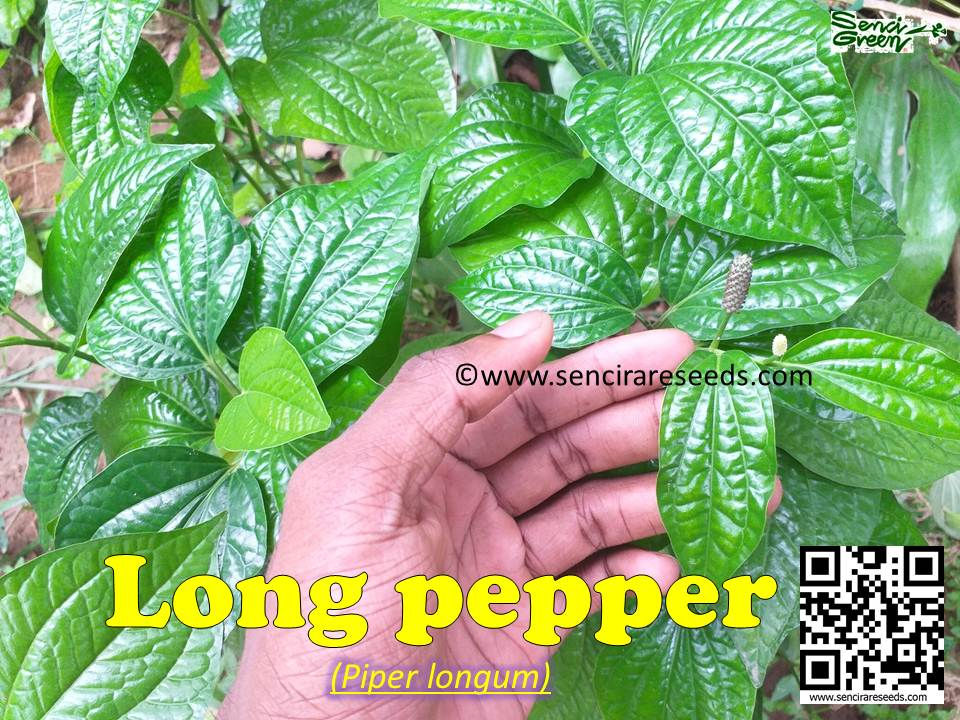 Thumbnail: Piper longum 1 Live plant (20Cm-30Cm high) Long pepper